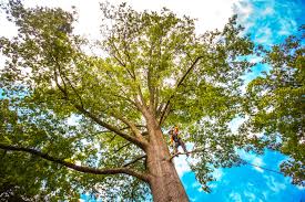 Best Fruit Tree Pruning  in South Burlington, VT