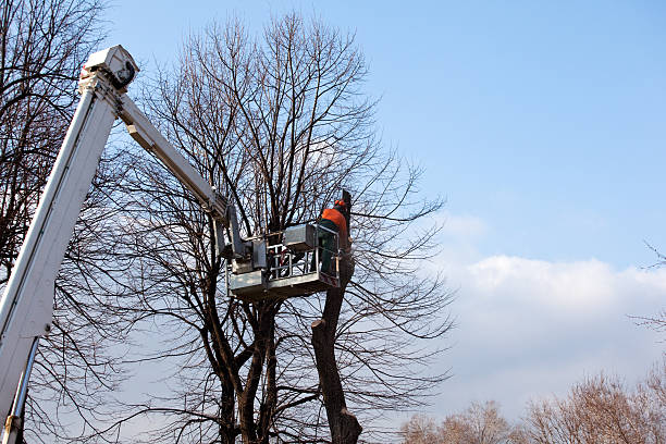 Best Stump Grinding and Removal  in South Burlington, VT