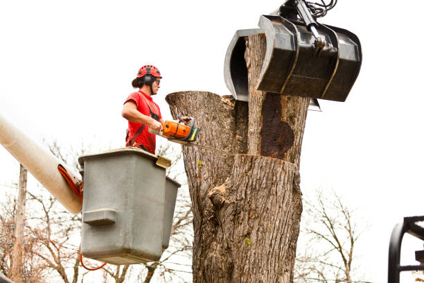 Best Root Management and Removal  in South Burlington, VT